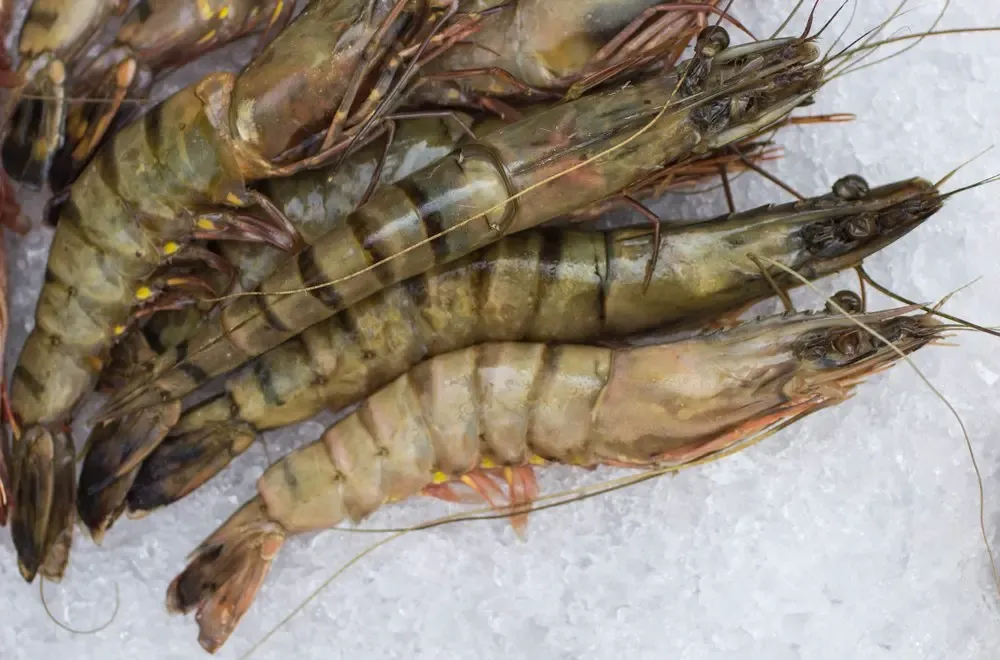 Black Tiger shrimp